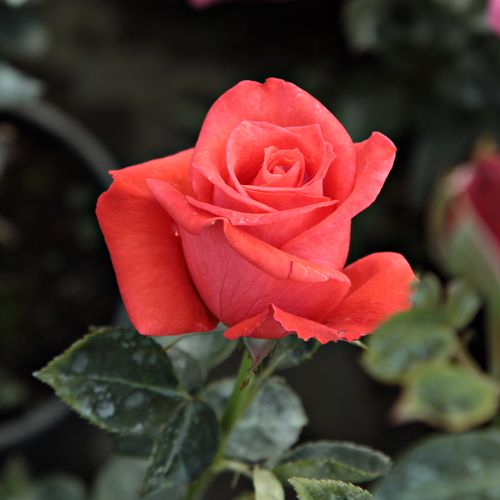 Rosa  Prominent® - czerwony  - Róże pienne - z kwiatami hybrydowo herbacianymi - korona krzaczasta
